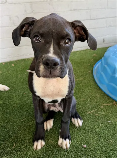 Eclipse - Boxer