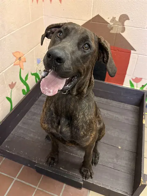 Kaia - Cane Corso Mastiff