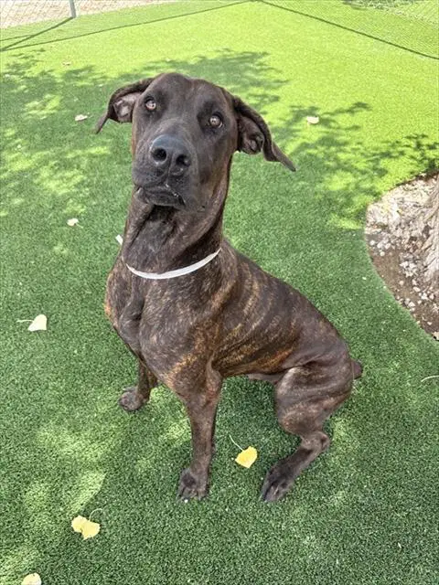 Kaia - Cane Corso Mastiff