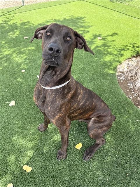 KAIA, a dog for adoption from Los Angeles County Animal Control - Castaic