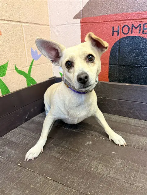 Jalapeno - Chihuahua