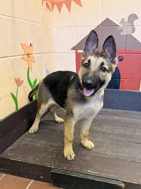Kira - German Shepherd Dog