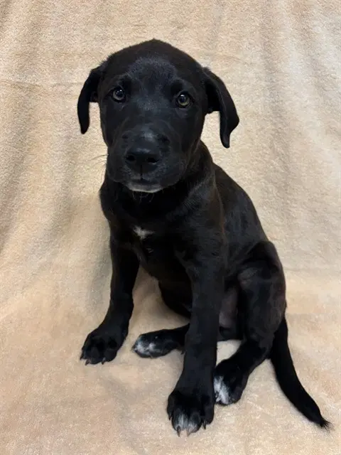 Nash - Labrador Retriever