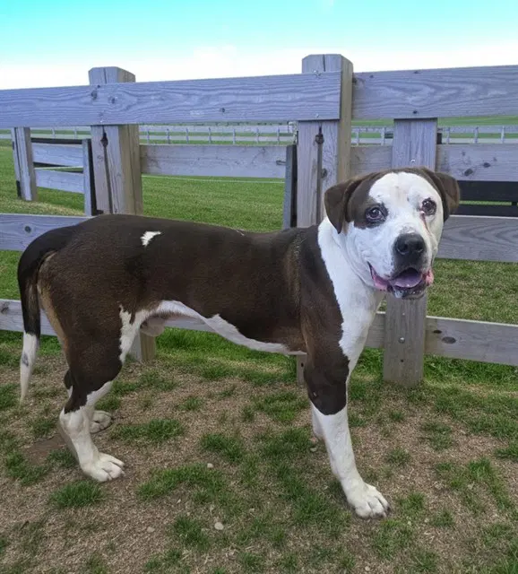 Zuko - American Staffordshire Terrier