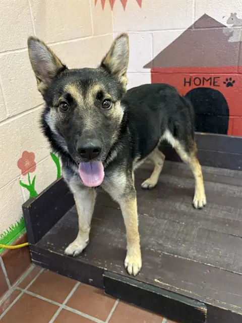 Jasper - German Shepherd Dog
