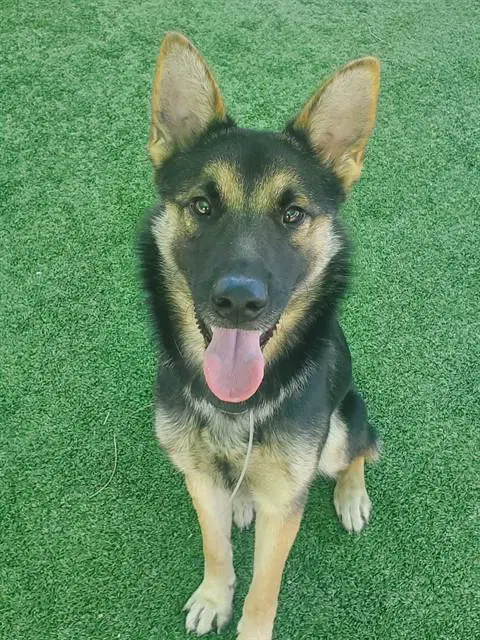 Jasper - German Shepherd Dog