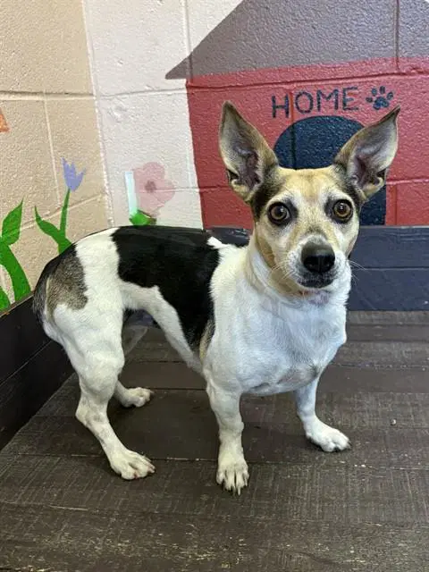 Cora - Chihuahua