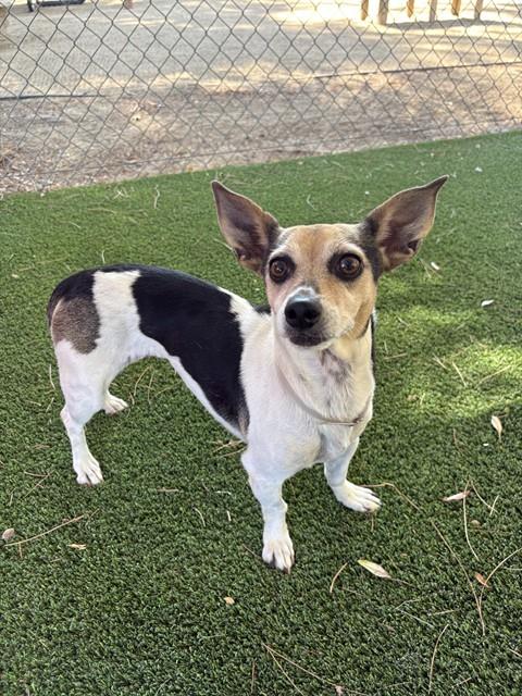 CORA, a dog for adoption from Los Angeles County Animal Control - Castaic