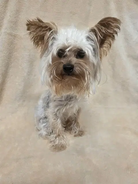 Lark - Yorkshire Terrier Yorkie