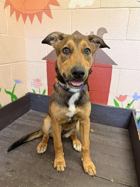 Rosie - German Shepherd Dog