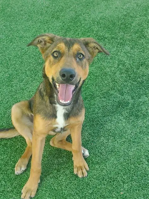 Rosie - German Shepherd Dog