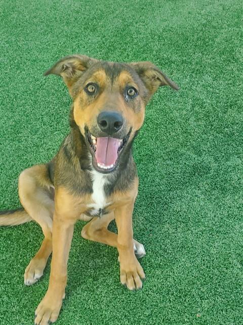ROSIE, a dog for adoption from Los Angeles County Animal Control - Castaic
