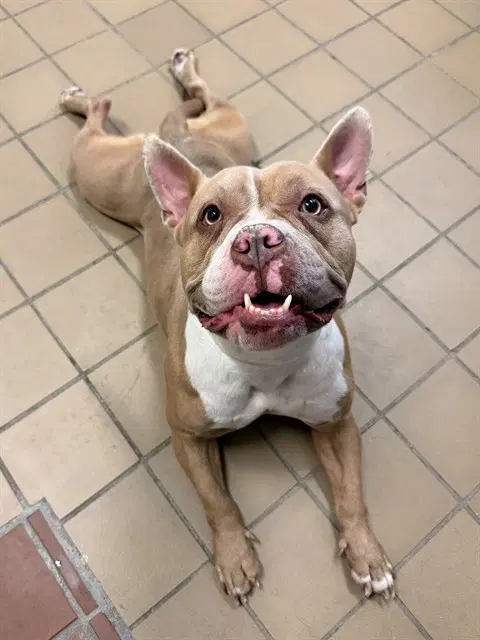 Lola - Pit Bull Terrier