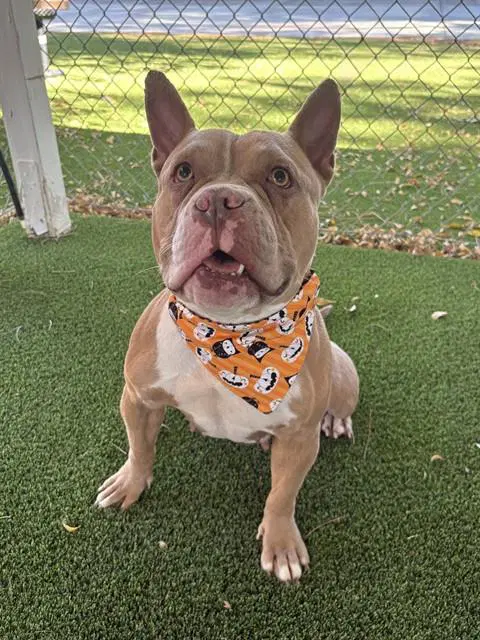 Lola - Pit Bull Terrier