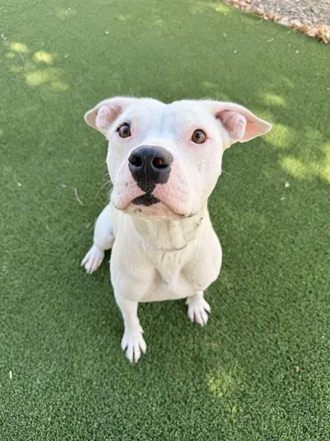 Satsuki - Pit Bull Terrier
