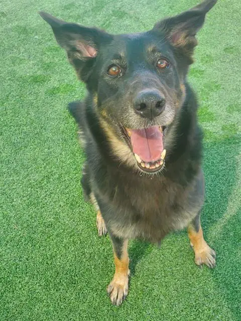Jamie - German Shepherd Dog
