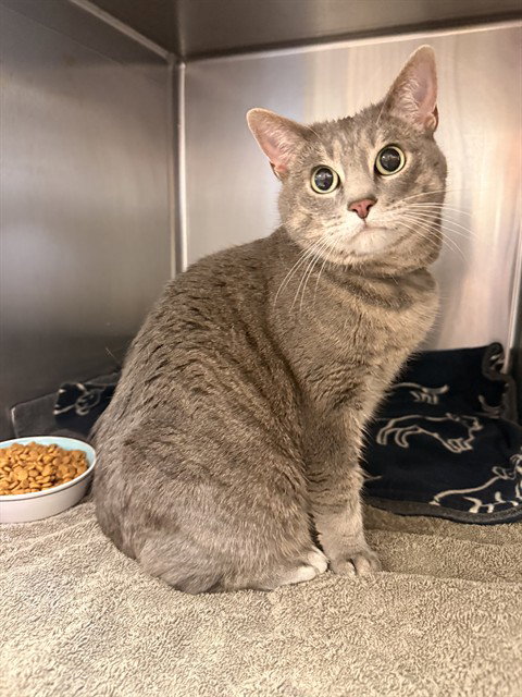 LOLA, a cat for adoption from Los Angeles County Animal Control - Castaic