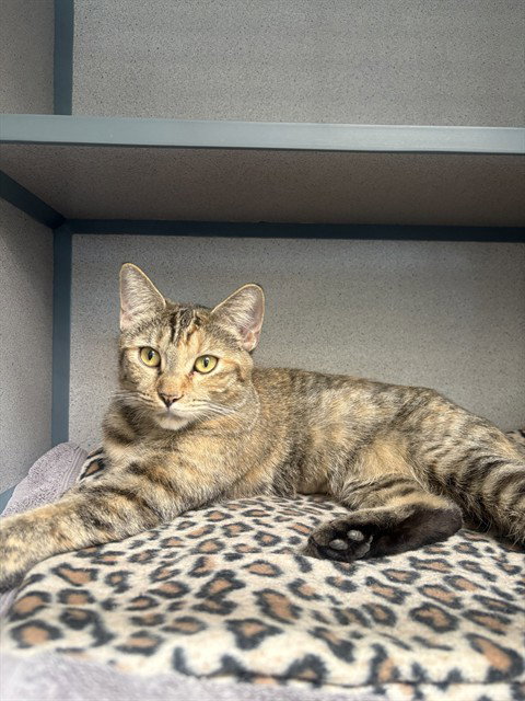 IVY, a cat for adoption from Los Angeles County Animal Control - Castaic