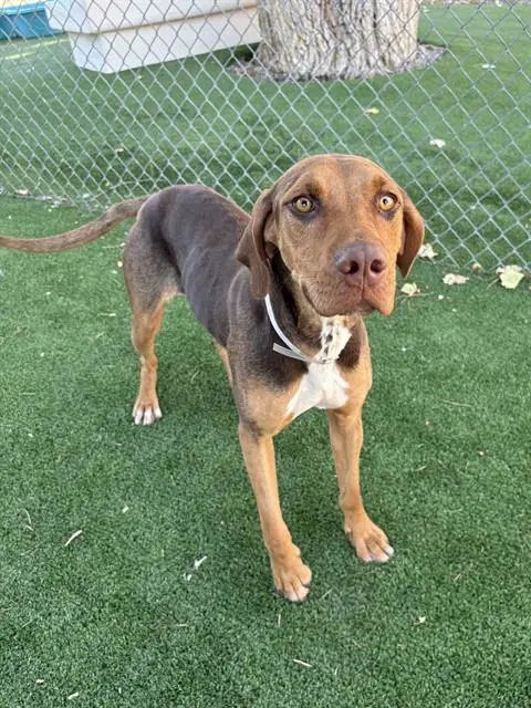 Copper - Treeing Walker Coonhound