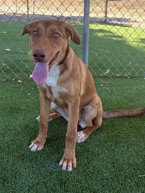 BLONDIE, a dog for adoption from Los Angeles County Animal Control - Castaic