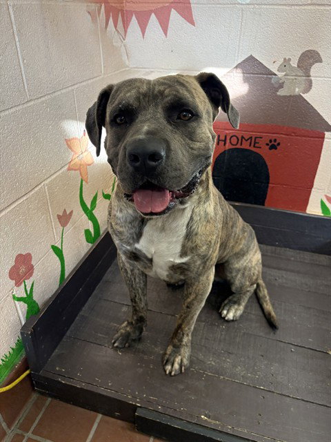 SLADE, a dog for adoption from Los Angeles County Animal Control - Castaic