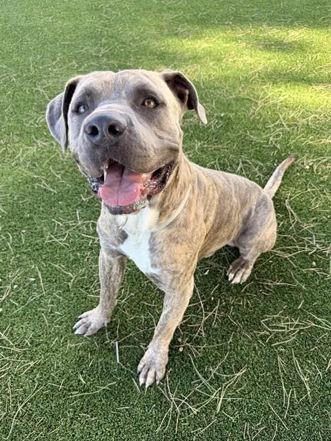 Slade - Pit Bull Terrier