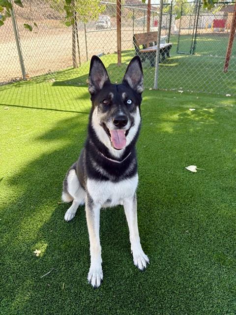 LUNA, a dog for adoption from Los Angeles County Animal Control - Castaic
