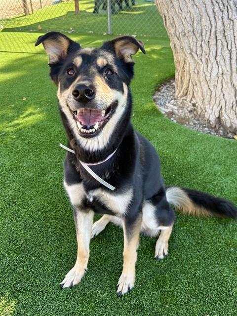 HARLEY, a dog for adoption from Los Angeles County Animal Control - Castaic