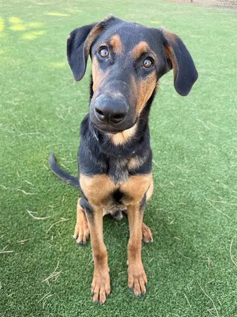 Thor - Doberman Pinscher