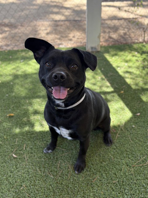 SPIKEY, a dog for adoption from Los Angeles County Animal Control - Castaic