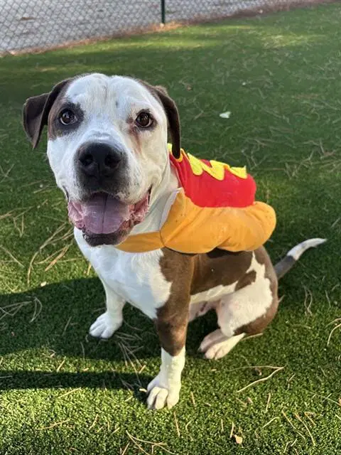 Zuko - American Staffordshire Terrier