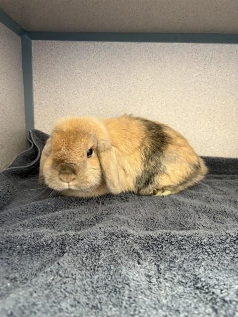 CINNABON, a rabbit for adoption from Los Angeles County Animal Control - Castaic