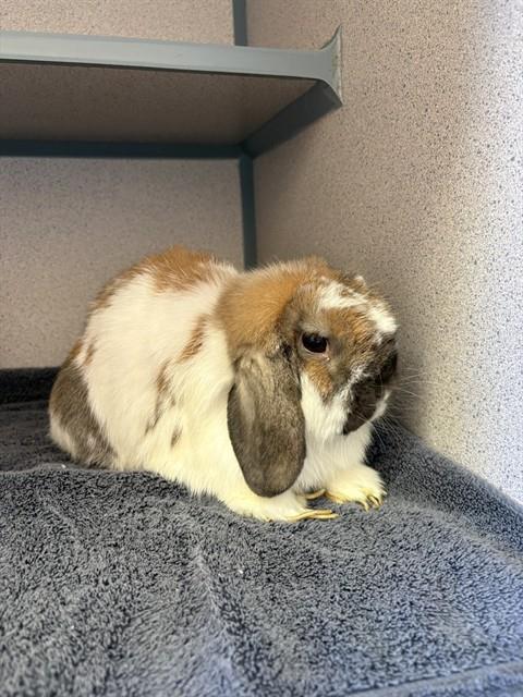 HONEY, a rabbit for adoption from Los Angeles County Animal Control - Castaic