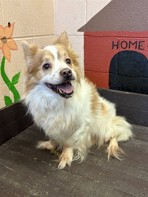 Finnigan, Pomeranian