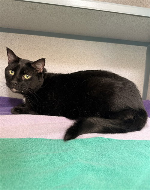 SCOTTY, a cat for adoption from Los Angeles County Animal Control - Castaic