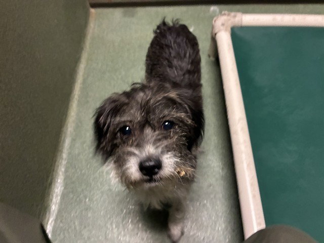 Hershey, Terrier
