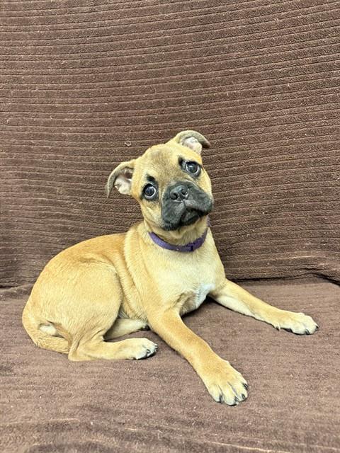 Kitkat, Pug