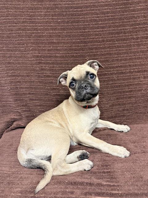 Snickers, Pug