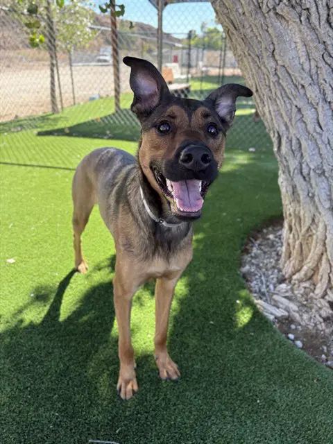 Peanut - Belgian Shepherd Malinois
