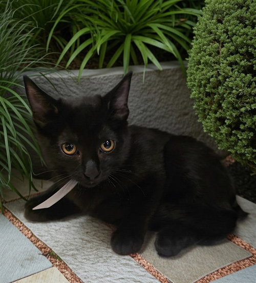 SPIRIT, a cat for adoption from Los Angeles County Animal Control - Castaic