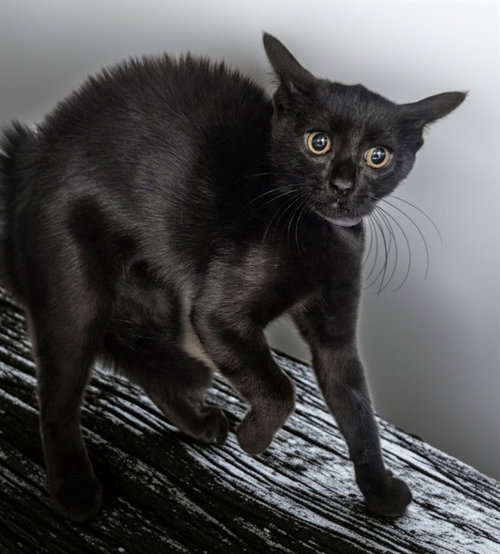 WOO, a cat for adoption from Los Angeles County Animal Control - Castaic