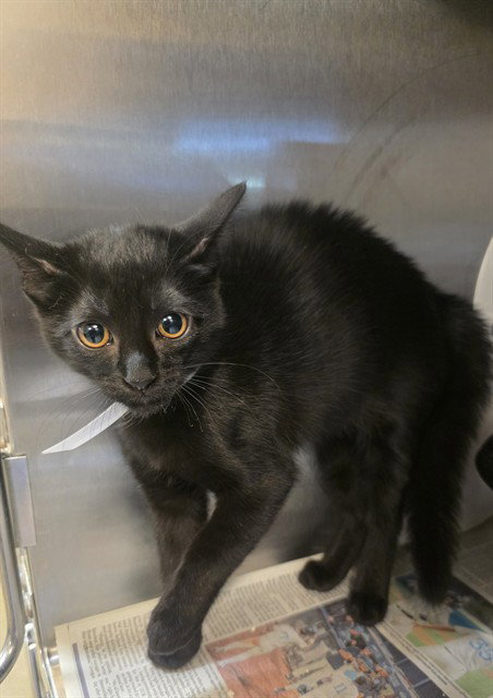 SAM, a cat for adoption from Los Angeles County Animal Control - Castaic