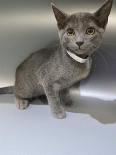 QUE, a cat for adoption from Los Angeles County Animal Control - Castaic