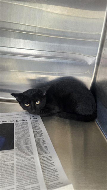 Que, Domestic Short Hair (medium coat)