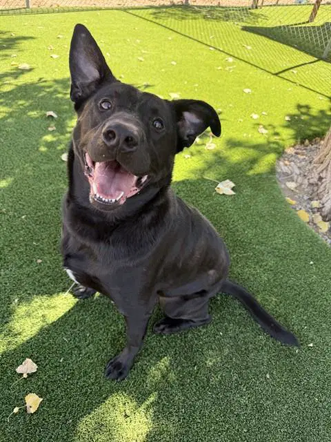 Noah - Labrador Retriever