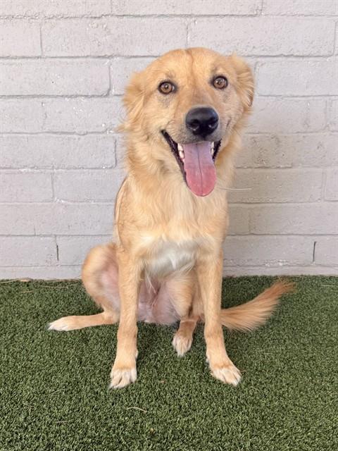 Wiilow, Golden Retriever / German Shepherd Dog / Mixed (medium coat)