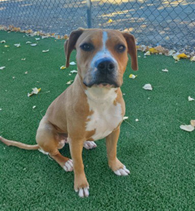 Lavina, Pit Bull Terrier (medium coat)