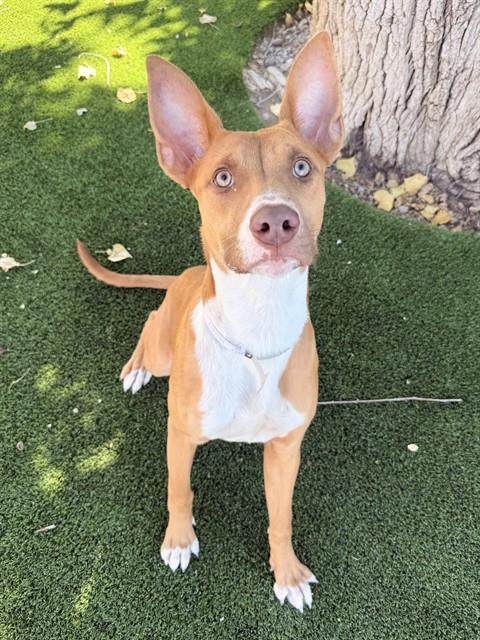 Shida, American Pit Bull Terrier / Mixed (medium coat)