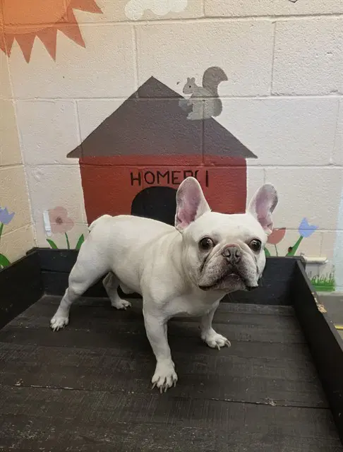 Tommy Egann - French Bulldog
