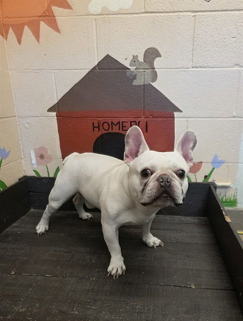 TOMMY EGANN, a dog for adoption from Los Angeles County Animal Control - Castaic